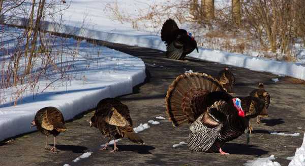 Wild Turkeys Thrive In New England