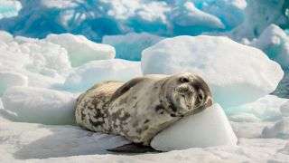 A crabeater seal rests in Antarctica.