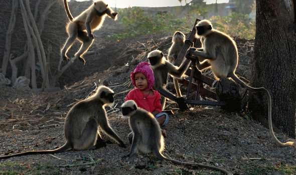 India terror: Horrifying gang of 400 monkeys force panicked villagers to flee homes