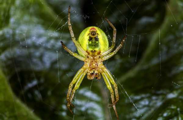 Newly discovered neon-green spider named after the ‘Lady Gaga of mathematics’