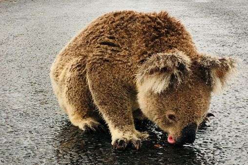Thirsty koala caught in Australia bushfires licks water off road stopping traffic