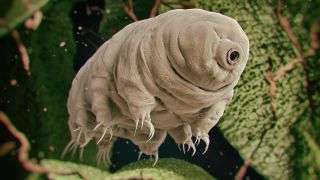 Adorable Tardigrades Have a Surprising, Fatal Weakness