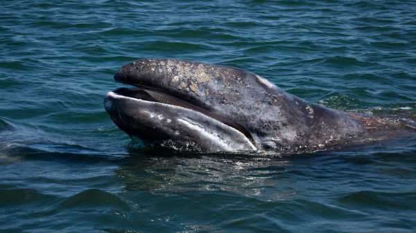 Solar Storms Might Be Causing Gray Whales to Get Lost