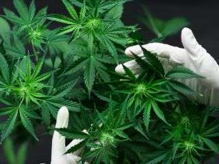 gloved hands holding cannabis plant