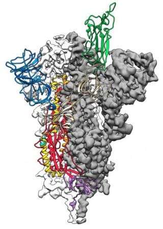 Coronavirus ‘spike’ protein just mapped, leading way to vaccine