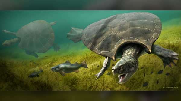 This may be the biggest turtle that ever lived