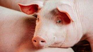 A swallowed pedometer sparked more than indigestion for a pig in the U.K.