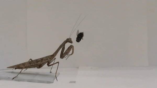 High-speed video shows every second of a praying mantis’s lethal strike