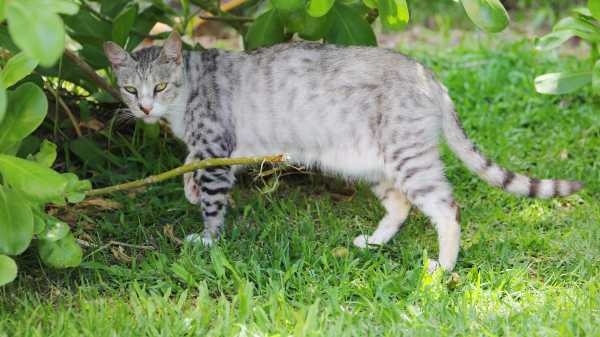 ‘Mind-control’ cat parasite has now reached Hawaii’s parks