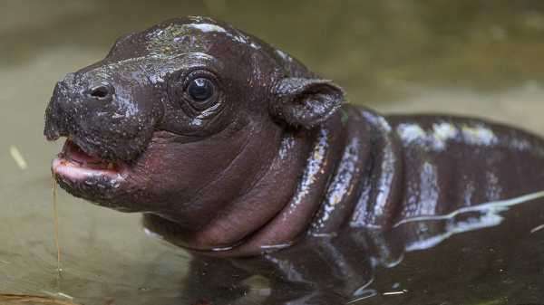 Baby pygmy hippo born at San Diego Zoo, conquers the internet with cuteness