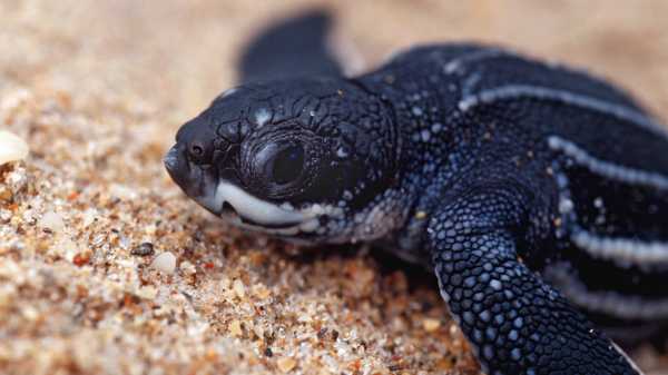 Baby leatherback sea turtles thriving due to COVID-19 beach restrictions