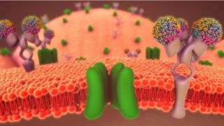 cell membrane 
