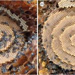 Strange, spiral bee combs look like fantastical crystal palaces. Now we know why.