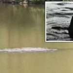 China’s Loch Ness Monster sighting: Mysterious 10ft creature goes viral after footage