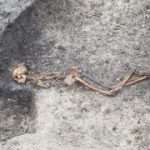 Iron age ‘murder’ victim unearthed outside of London