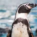 Penguins shoot ‘poop bombs’ more than 4 feet, incredibly important study finds