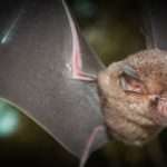 Ancestors of coronavirus have been hiding out in bats for decades, ready to infect humans