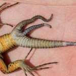 Lizards with multiple tails are more common than anyone knew