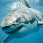 Great white fatally attacks woman in Maine. How common is this?