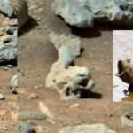 Alien on Mars: Conspiracy theorists spot ‘fossilised fish’ on Red Planet