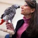 This parrot beat 21 Harvard students in a classic memory game