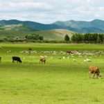 Bubonic plague case confirmed in China’s Inner Mongolia