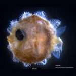 Adorable, bug-size sunfish babies grow up to be giant ‘swimming heads’