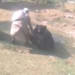 Terrifying moment 55-year-old man mauled by a bear on his way to work