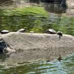 North Korea citizens told to eat terrapin by Kim Jong-un amid food shortages