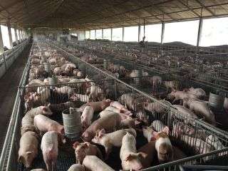 The inside of a pig farm.