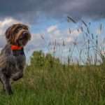 Dogs may sense Earth’s magnetic field and use it like a compass