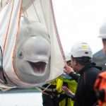 2 captive beluga whales finally freed to a seawater sanctuary in Iceland