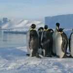 Poop stains visible from space reveal hidden colonies of Antarctic penguins