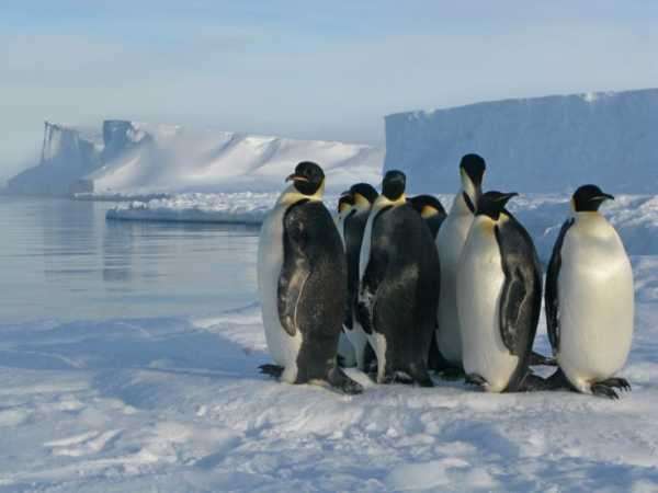 Poop stains visible from space reveal hidden colonies of Antarctic penguins
