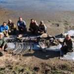 Woolly mammoth with preserved poop, wool and ligaments dredged from Siberian lake