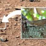 Alien news: UFO hunter spots a ‘squirrel’ in NASA photos of Mars