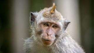 Cynomolgus macaque monkey