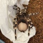 If you’ve never gazed upon the bald butt of a baby tarantula, now’s your chance