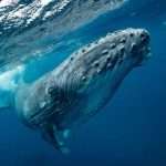 Humpback whale charges swimmers in Australia, sends two to hospital