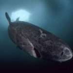 No, Scientists Haven’t Found a 512-Year-Old Greenland Shark