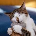 Does Catnip Really Make Cats ‘High’?