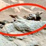 ‘Alien fossil’ spotted on Mars in bizarre conspiracy theory – ‘It died in pain’