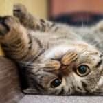 Could cat drugs treat humans with COVID-19?