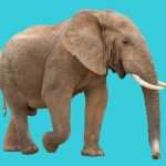 Live Science podcast ‘Life’s Little Mysteries’ Episode 46: Mysterious Elephants