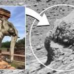 UFO sighting: ‘Elephant head’ found in official NASA photos of Mars, claims UFO researcher