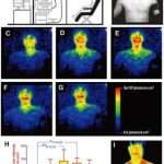 Strange! Humans Glow in Visible Light