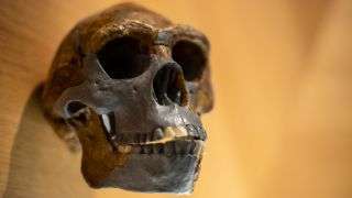 Homo erectus skull.