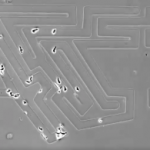 Cells solved Henry VIII’s infamous hedge maze by ‘seeing around corners,’ video shows