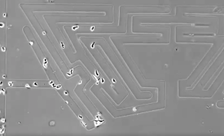 Cells solving a microscopic replica of the infamous Hampton Court hedge maze, using an intuitive process called chemotaxis