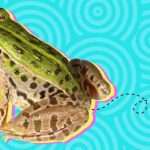 After being swallowed alive, water beetle stages ‘backdoor’ escape from frog’s gut